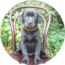 オレンジ(IZARA 女の子)